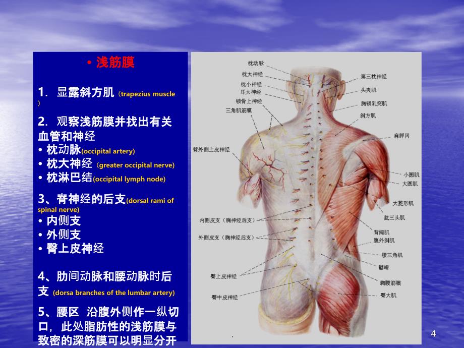 脊柱的局部解剖PPT课件_第4页