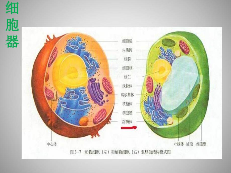 细胞器与疾病精品课件_第2页