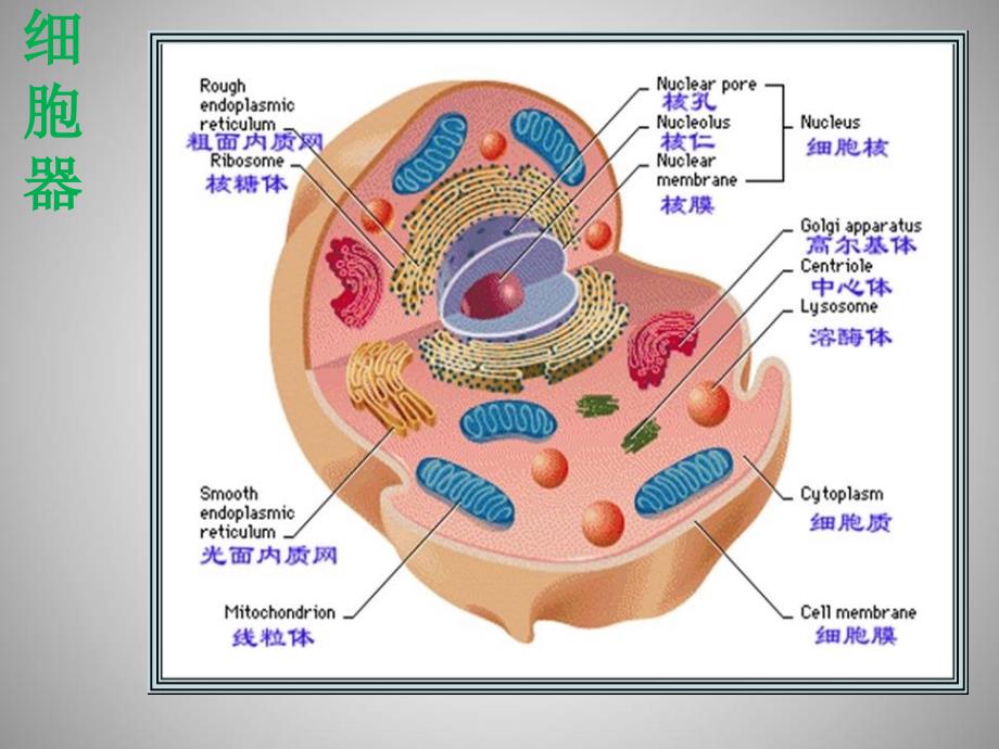 细胞器与疾病精品课件_第3页
