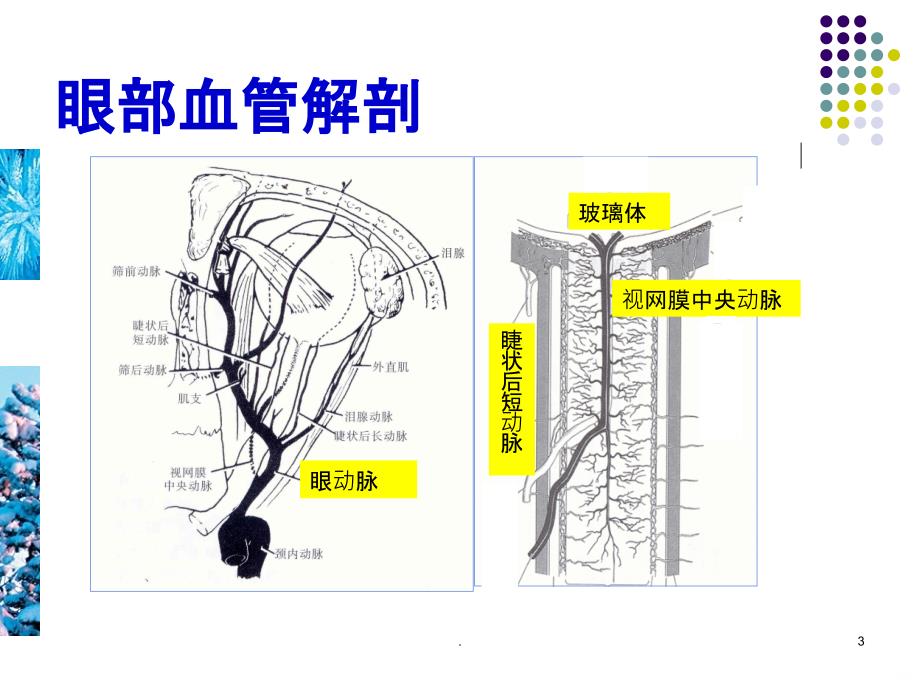 眼部疾病的超声诊断PPT课件_第3页