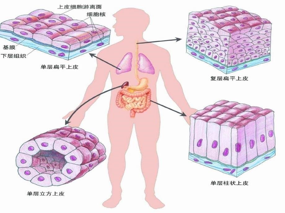 动物的形态与功能课件_第5页