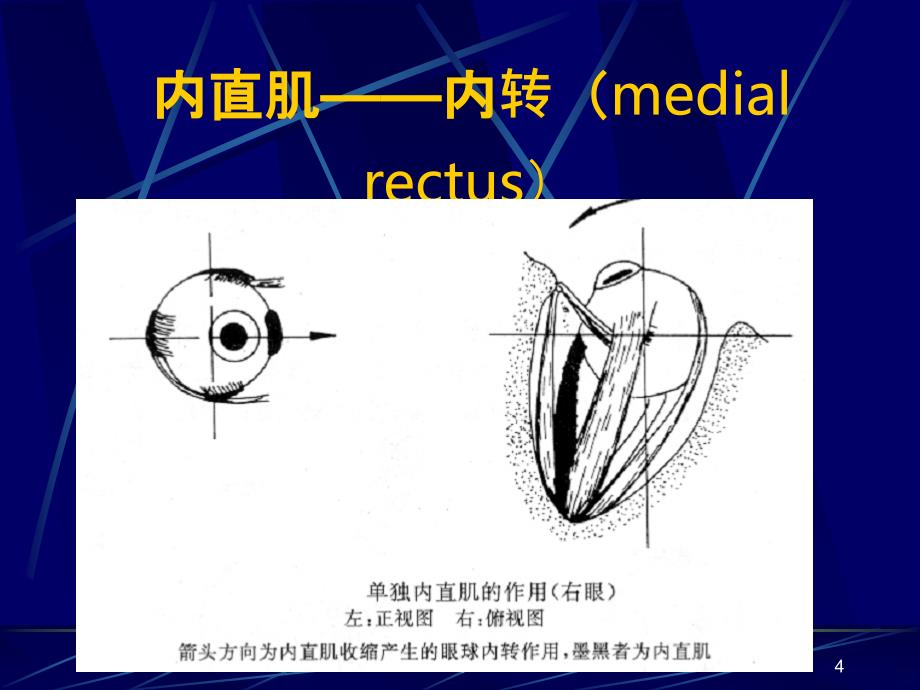 斜视和弱视(眼科学)PPT课件_第4页