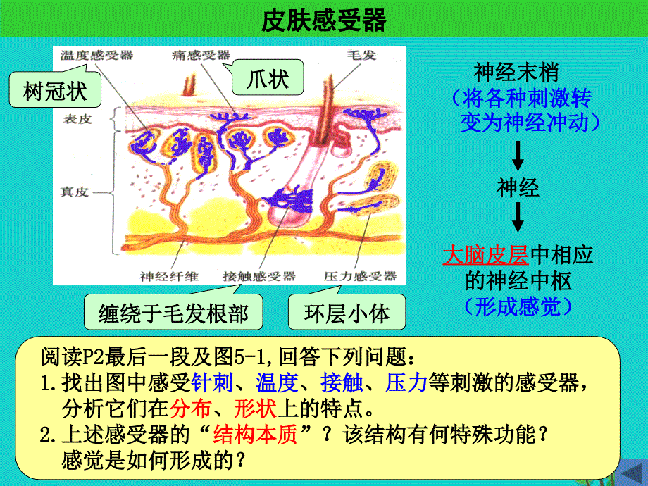 2017高中生物 第二册 第5章 生物体对信息的传递和调节 5.1 动物体对外界信息的获取课件4 沪科版_第4页