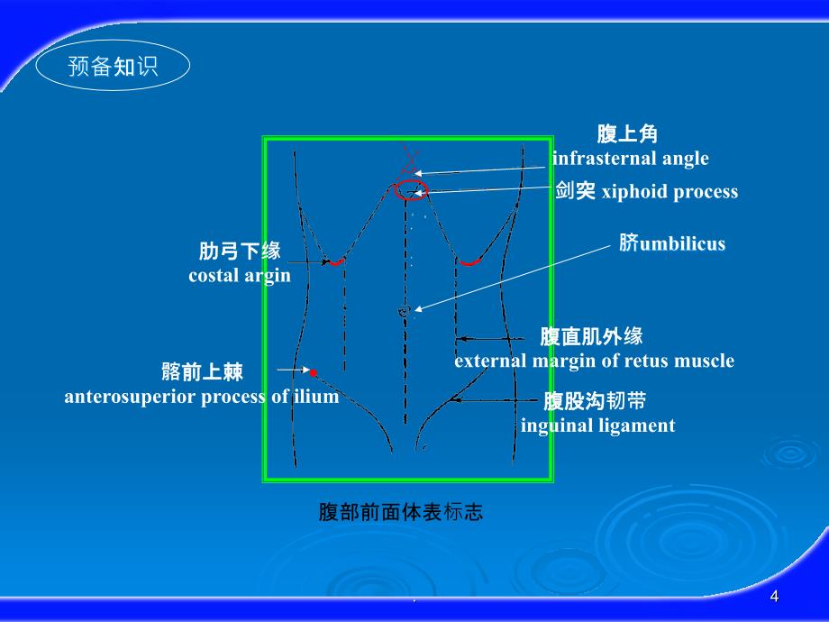 健康评估之腹部评估PPT课件_第4页