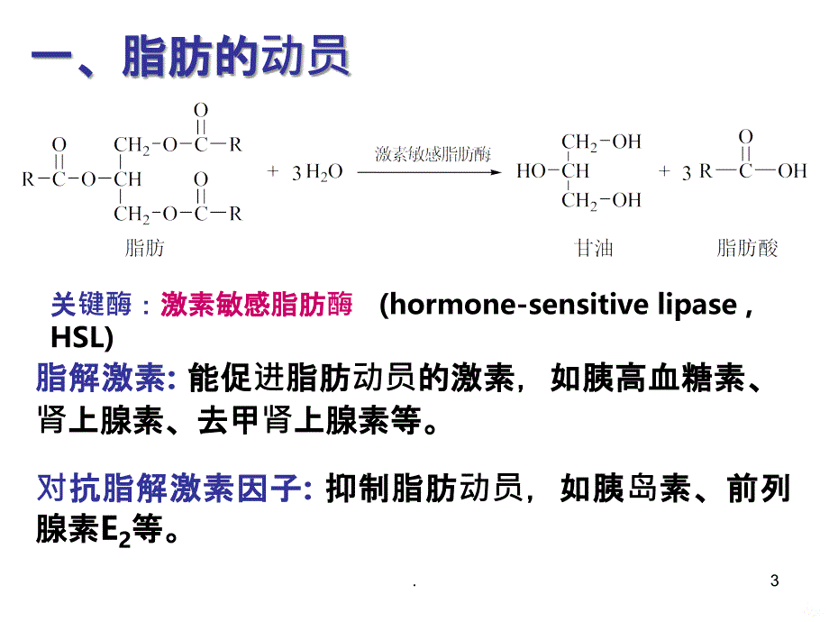 第二节 脂肪的分解代谢PPT课件_第3页