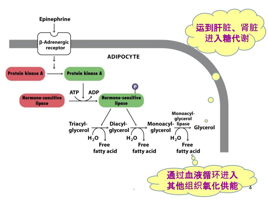 第二节 脂肪的分解代谢PPT课件_第4页