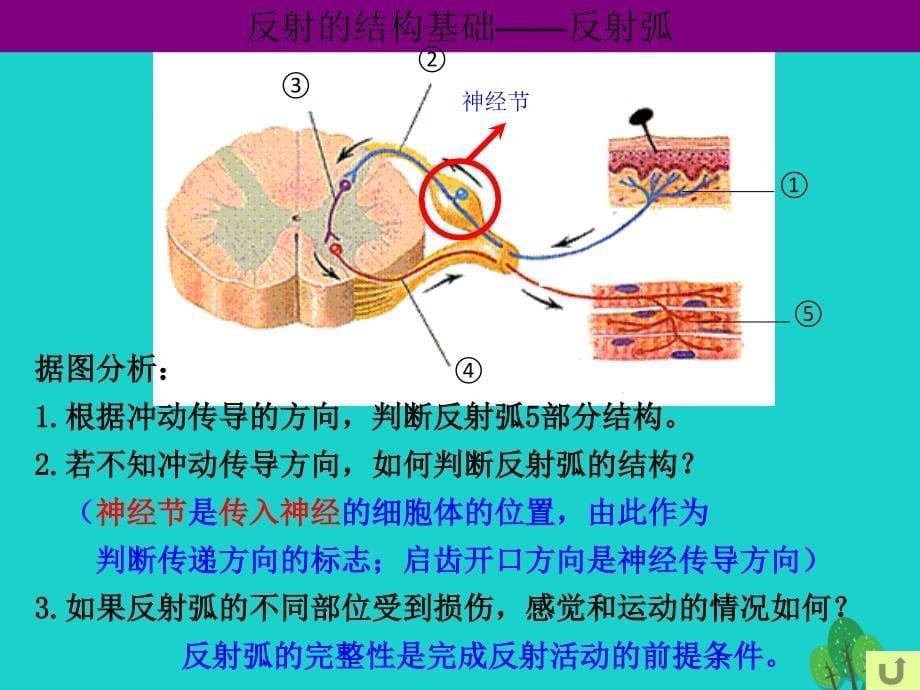 2017高中生物 第二册 第5章 生物体对信息的传递和调节 5.2 神经系统中信息的传递和调节课件3 沪科版_第5页