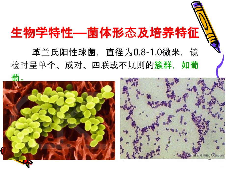 第三节 金黄色葡萄球菌检验PPT课件_第4页