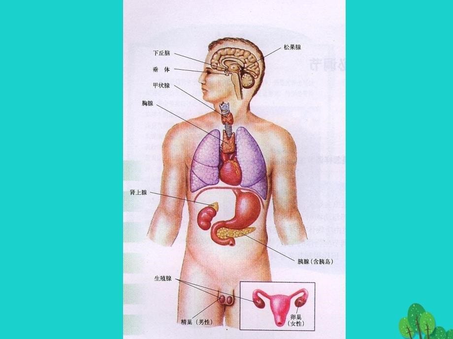 2017高中生物 第二册 第5章 生物体对信息的传递和调节 5.3 内分泌系统中信息的传递和调节课件4 沪科版_第5页