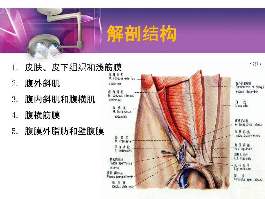 腹腔镜下疝气修补术PPT课件_第3页