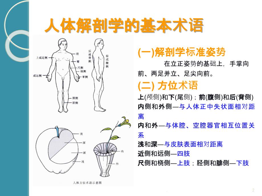 骨骼解剖基础知识PPT课件_第2页