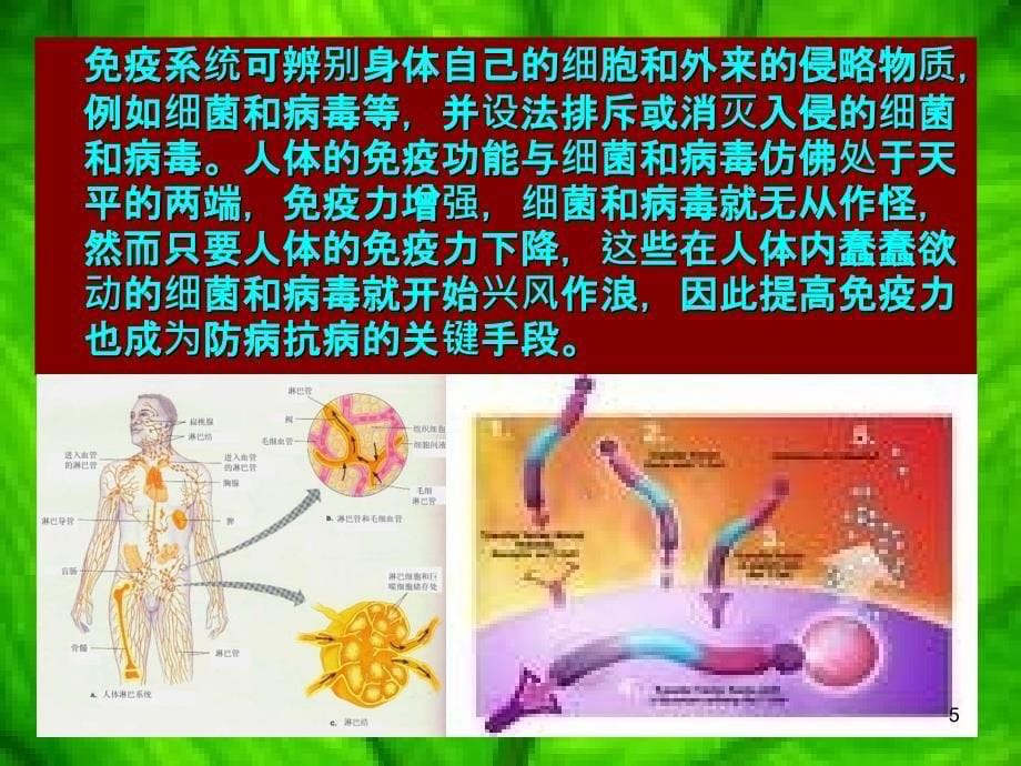 免疫力与人体健康PPT课件_第5页