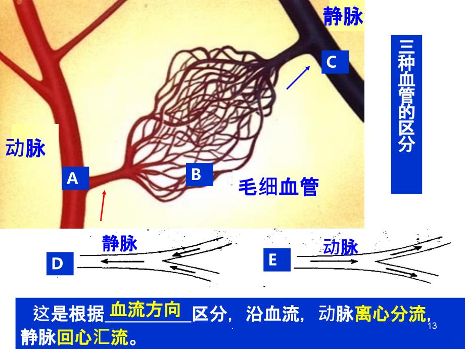 生物血液循环-体循环和肺循环PPT课件_第1页