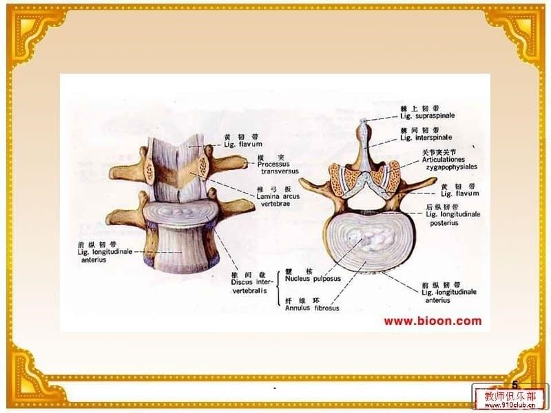 腰椎间盘摘除术演示文稿PPT课件_第5页