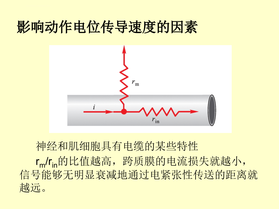 动物生理学2.细胞的基本功能(下)课件_第4页