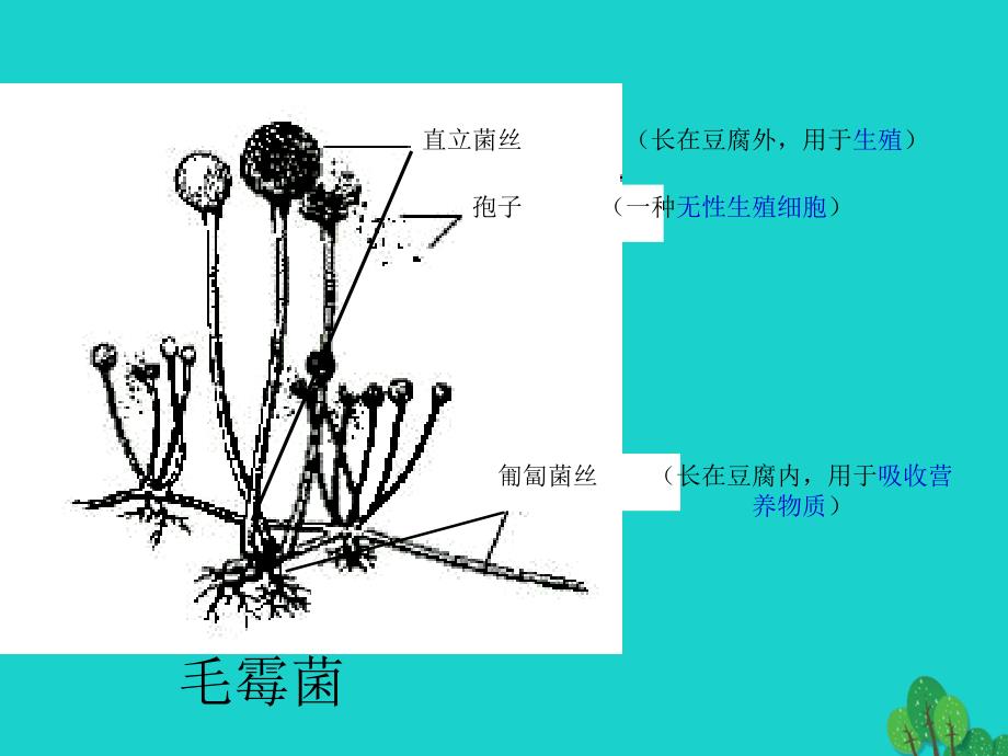 2017高中生物 传统发酵技术的应用 1.2 腐乳的制作课件1 新人教版选修1_第4页