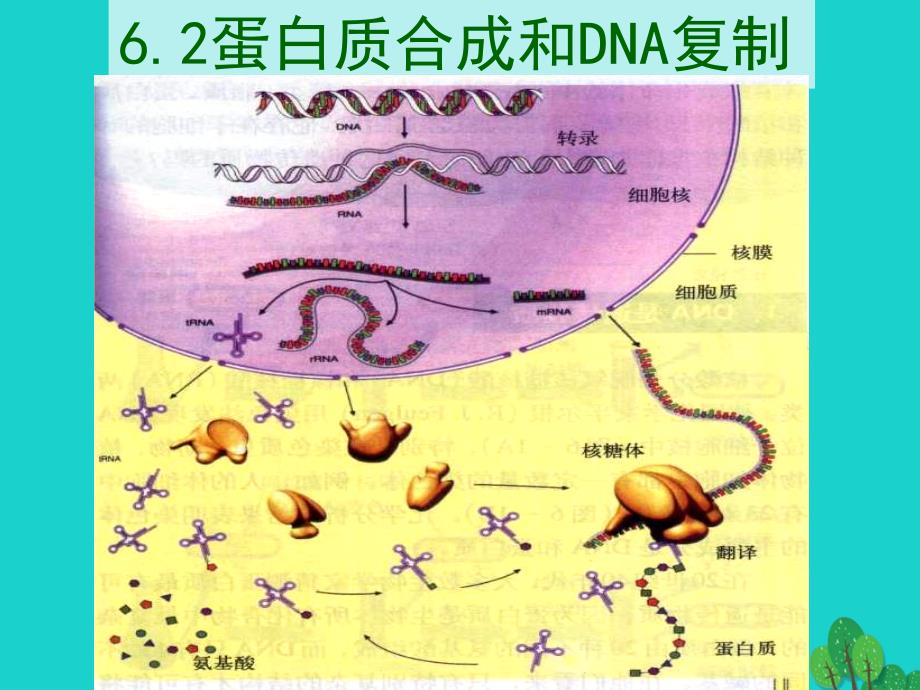 2017高中生物 第二册 第6章 遗传住处的传递和表达 6.2 DNA复制和蛋白质合成课件3 沪科版_第1页