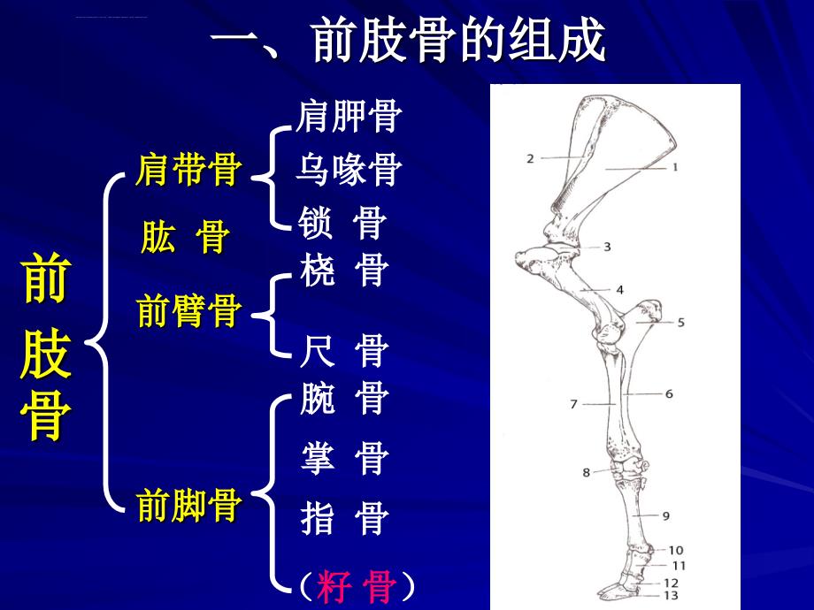 动物解剖学前后肢骨及其连接课件_第2页