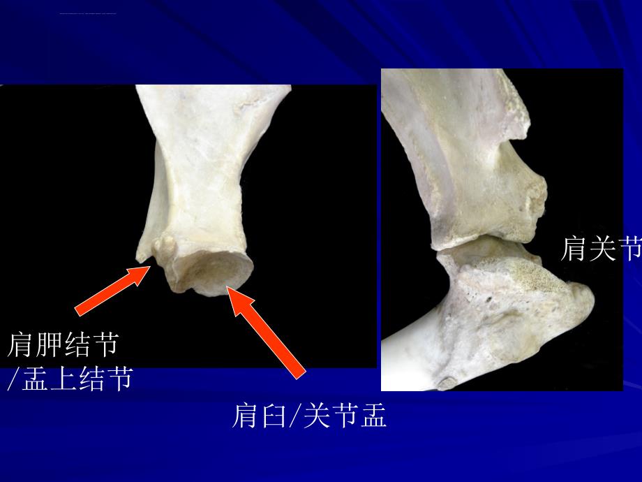 动物解剖学前后肢骨及其连接课件_第4页