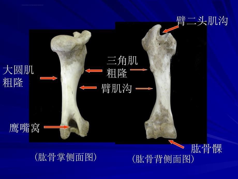 动物解剖学前后肢骨及其连接课件_第5页