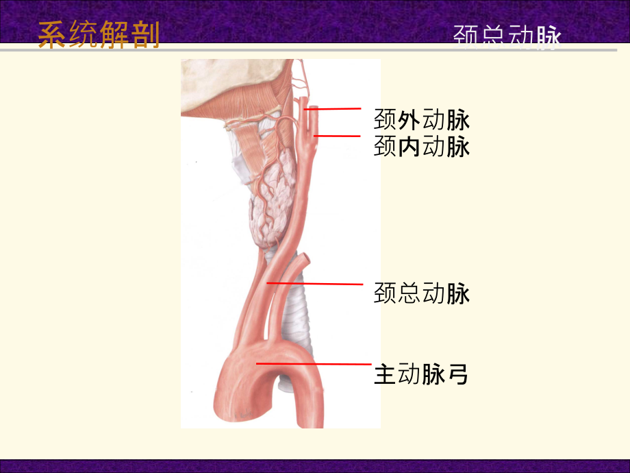 第三节 头颈部血管PPT课件_第3页