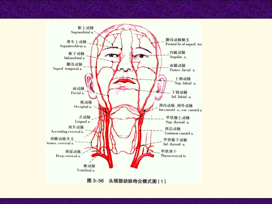 第三节 头颈部血管PPT课件_第4页