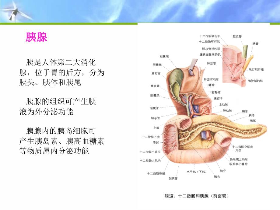 急性胰腺炎的护理.ppt....ppt_第3页