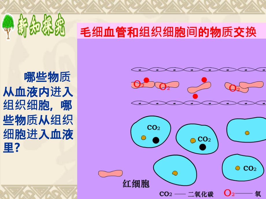 第二节血管PPT课件_第4页