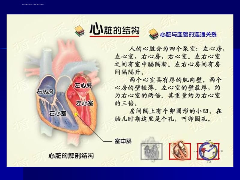 动物生理学第四章血液循环文档课件_第1页