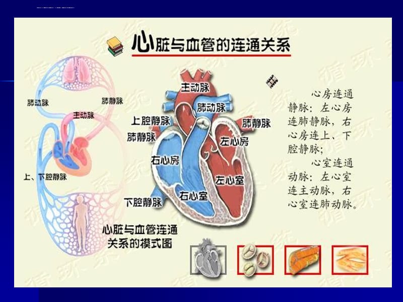 动物生理学第四章血液循环文档课件_第2页