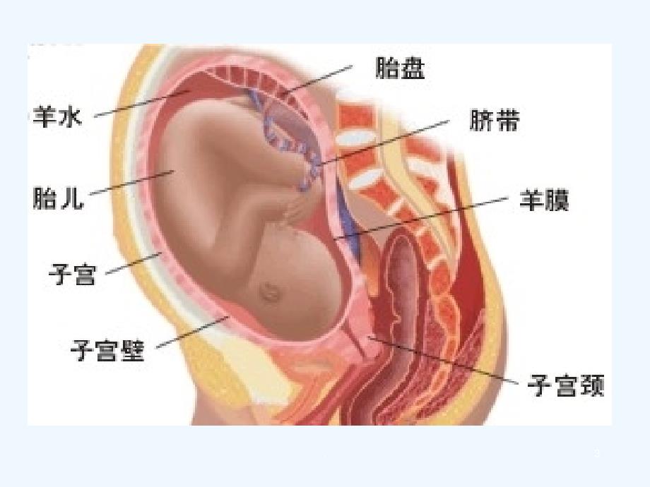 羊膜在眼科临床中技术应用技术PPT课件_第3页