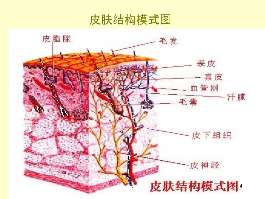 烧伤外科内容介绍PPT课件_第4页