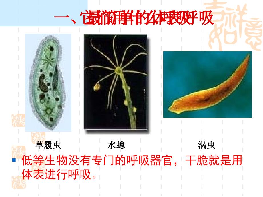 动物的呼吸方式讲课课件_第4页