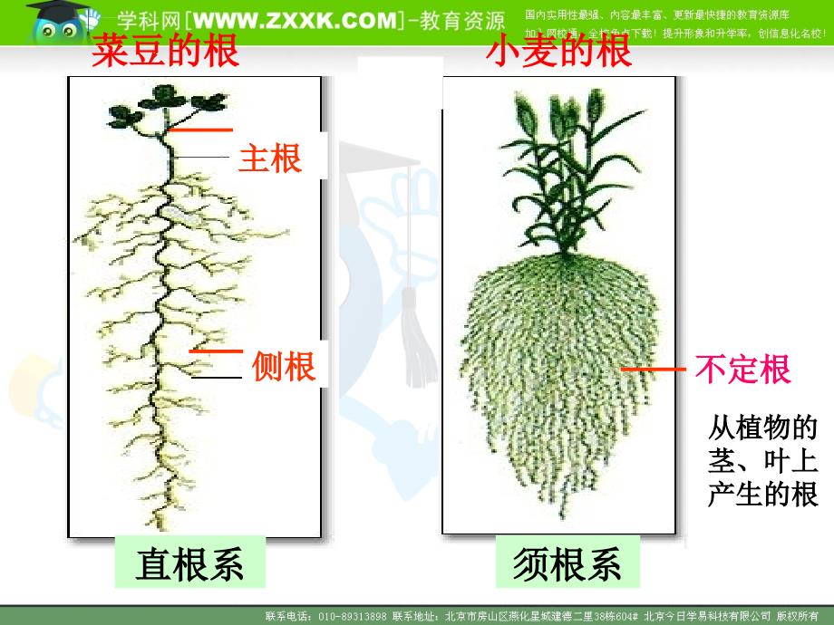 初中生物教案 根的结构与功能PPt课件_第4页