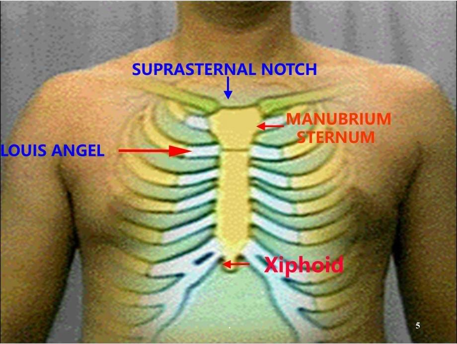 胸部检查精品PPT课件_第5页