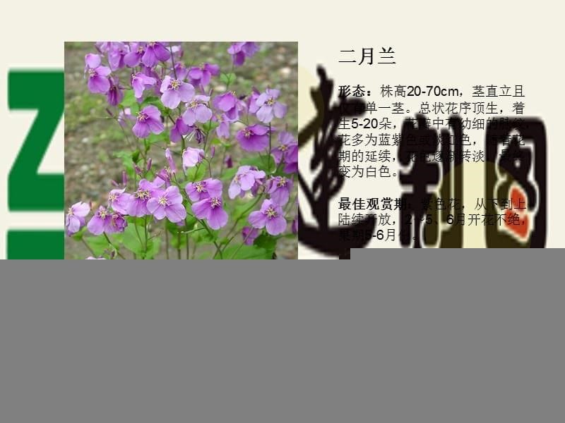 北方园林景观设计常用花卉演示教学_第5页