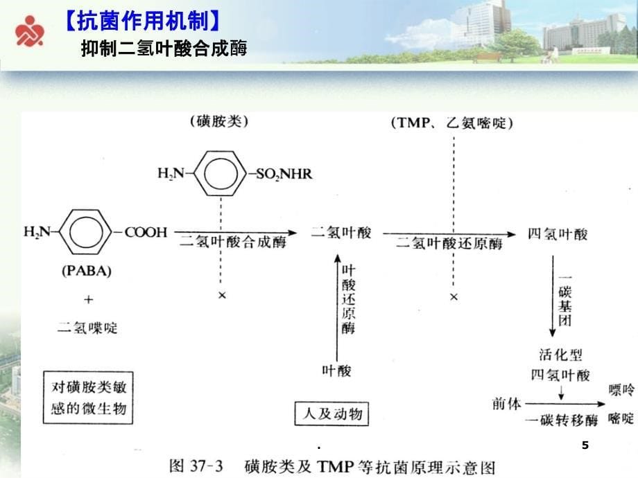 磺胺类和其他合成抗菌药物PPT课件_第5页