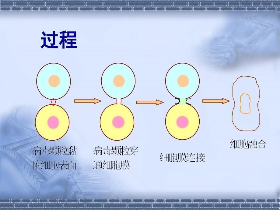 动物细胞融合课件_第5页