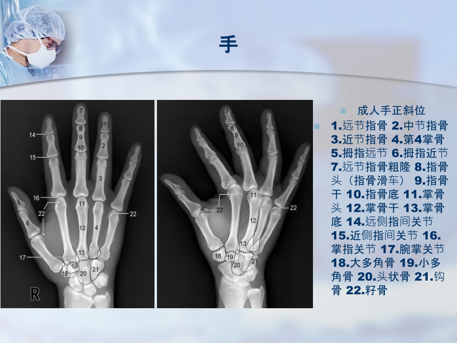 手足跗骨PPT课件_第2页