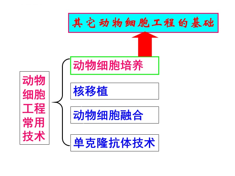 动物细胞工程上课用2012课件_第3页