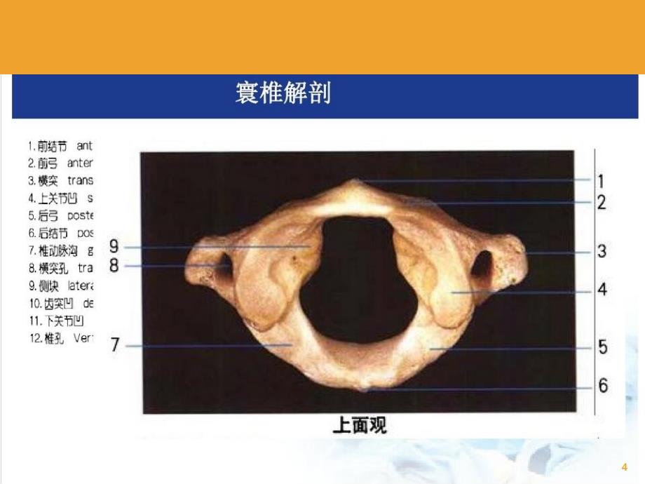 寰枢椎解剖PPT课件_第4页