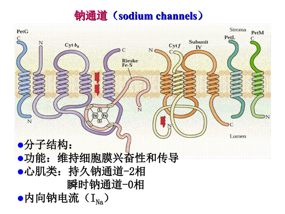 动物科学前沿课件_第3页