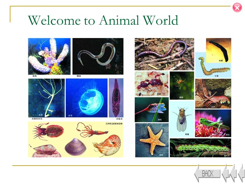 动物学第一课课件_第2页