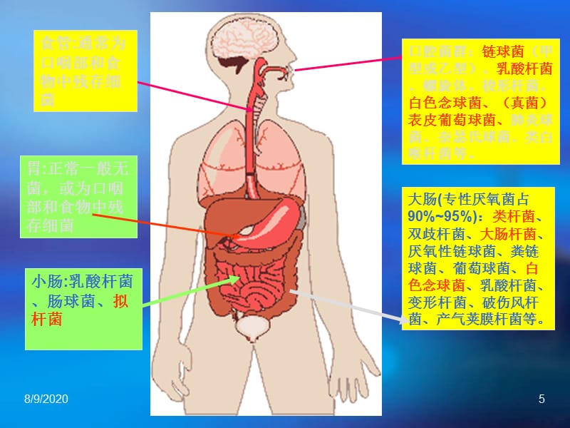 消化系统细菌感染PPT课件_第5页