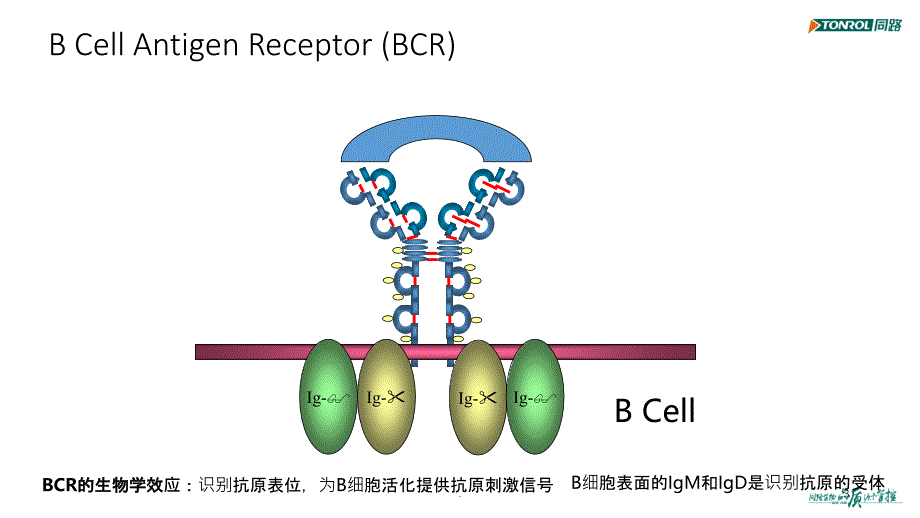 免疫球蛋白与抗体PPT课件_第3页