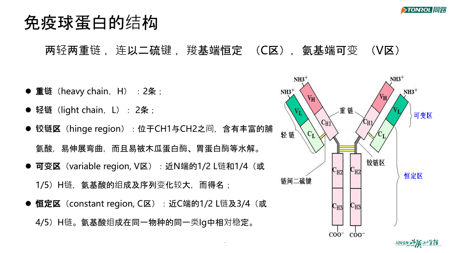 免疫球蛋白与抗体PPT课件_第4页