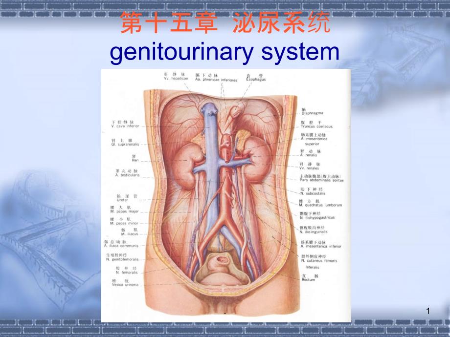 核医学：泌尿系统PPT课件_第1页