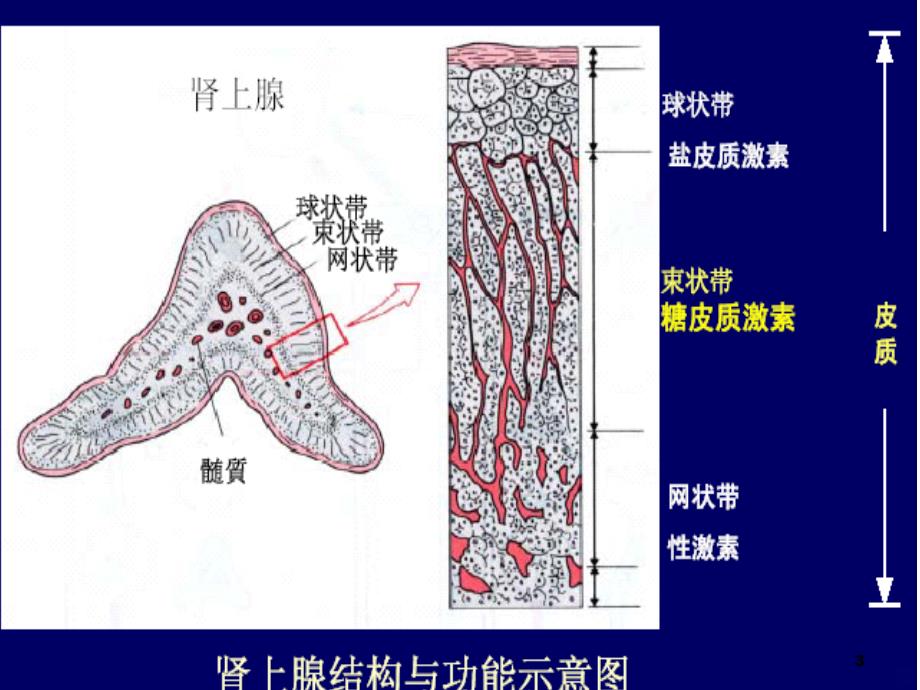 第二十七讲 肾上腺皮质激素类药PPT课件_第3页