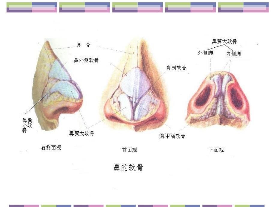 鼻的应用解剖学和生理学复习课程_第5页