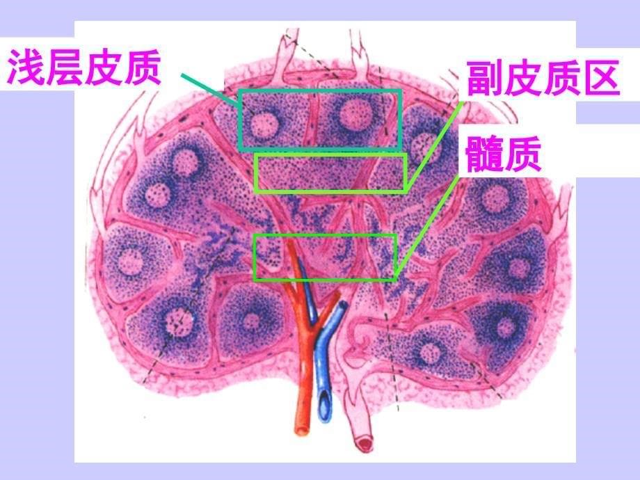 病理学第 9淋巴造血系统疾病1 第7版_第5页